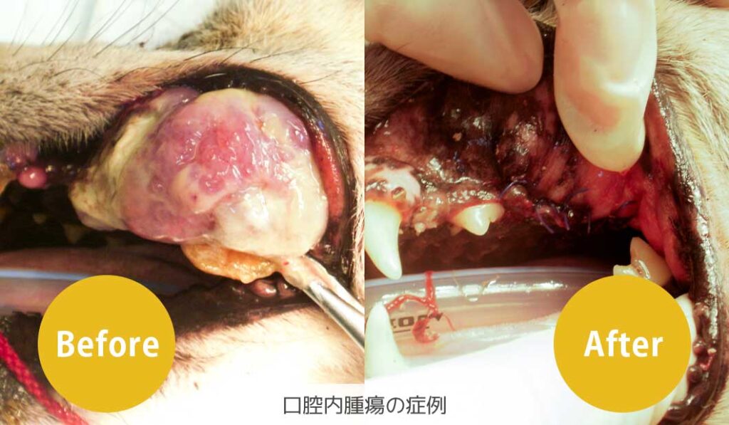 犬の口腔内腫瘍の症例