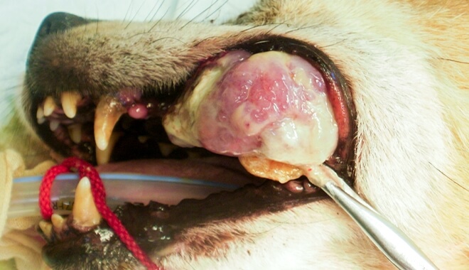 犬の口腔内腫瘍